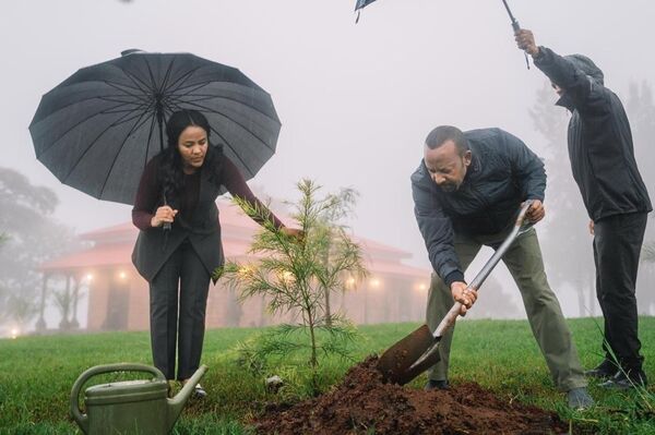 Ethiopia planting 700 trees. 
